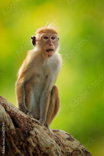 Toque macaque, Macaca sinica, monkey with evening sun, sitting on zhe tree branch. Macaque in nature habitat, Wilpattu NP, Sri Lanka. Wildlife scene from Asia. Beautiful forest in background. © ondrejprosicky