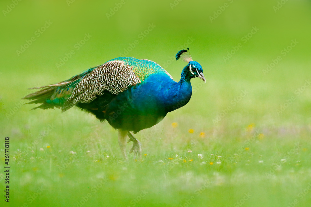 Peafoul, bird displays courtship in the green grass nature habitat, India. Indian Peafowl, Pavo cristatus, blue and green exotic bird from India. Travelling Asia. Blue magnificent bird in nature. Peafoul, bird displays courtship in the green grass nature habitat, India. Indian Peafowl, Pavo cristatus, blue and green exotic bird from India. Travelling Asia. Blue magnificent bird in nature.