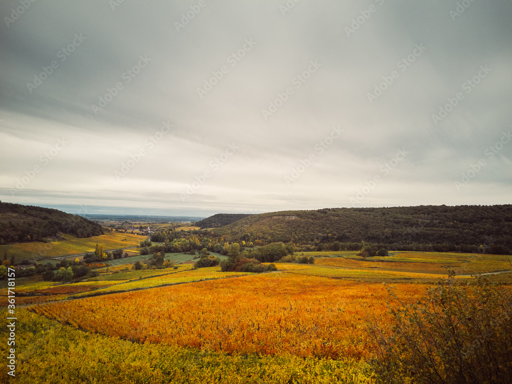 vignes automnal en Bourgogne. Vignes jaunes en automne à Meursault. Paysage automnal. La Côte-d'Or. 
