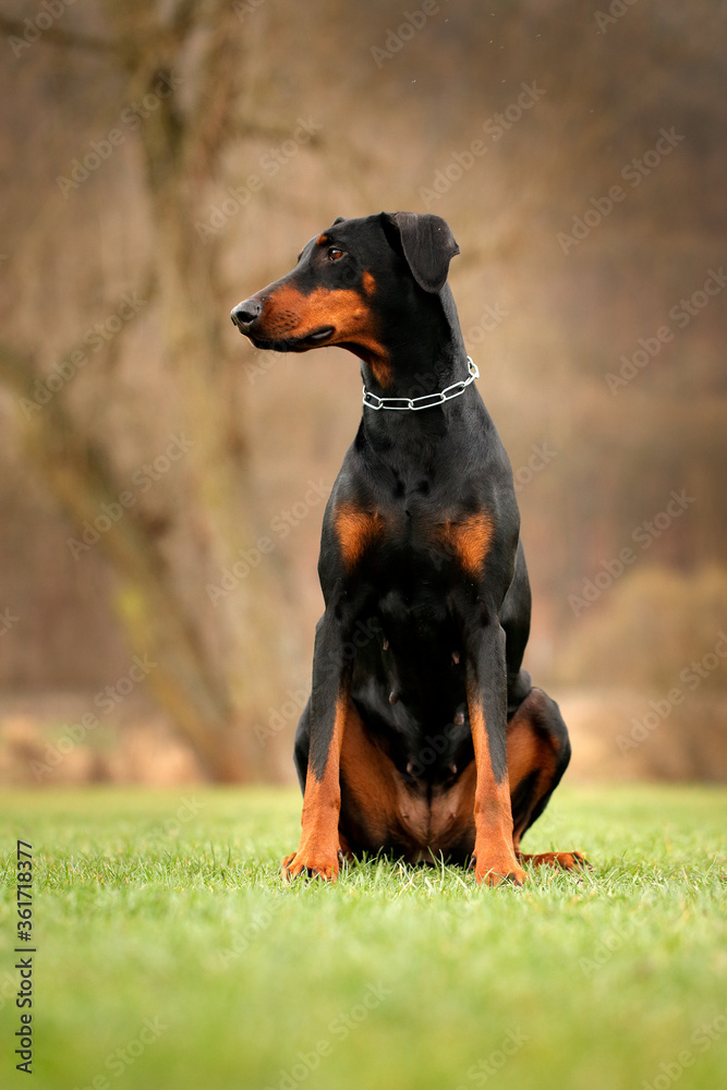 Doberman is compactly-built dog.  House animal in the nature habitat. Doberman sitting in the grass, chain collar in the neck. Dog sitting in the green garden.