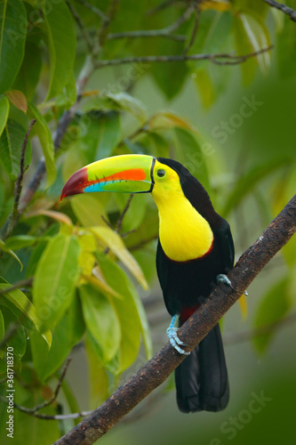 Wildlife from Yucatán, Mexico, tropical bird. Toucan sitting on the branch in the forest, green vegetation. Nature travel holiday in central America. Keel-billed Toucan, Ramphastos sulfuratus.
