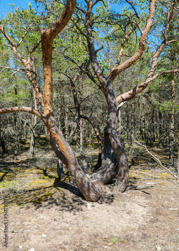 crooked pine trunks on the side of the road on yellow sand with some small pebbles, Harilaid Nature Reserve, Estonia, Baltic Sea