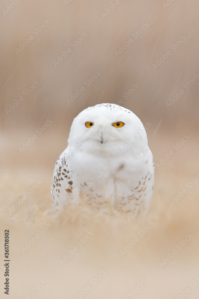 Fototapeta premium Snowy owl hidden in the meadow, bird with yellow eyes sitting in grass. Scene with clear foreground and background, in the nature habitat, Canada. White bird in the field, wildlife scene from nature.