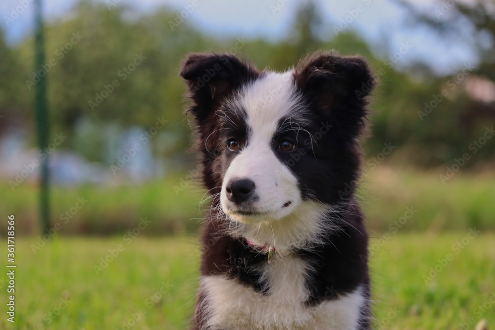 Portrait of Border Collie Puppy in the Garden of Czech Republic. Cute Black and White Puppy with its Innocent Look.