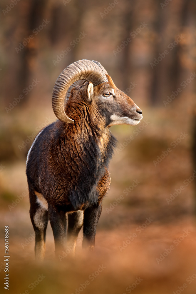 Mouflon, Ovis orientalis, portrait of mammal with big horns, Prague, Czech Republic. Wildlife scene form nature. Animal behavior in forest. Muflon with big horns on the head, in the forest. Mouflon, Ovis orientalis, portrait of mammal with big horns, Prague, Czech Republic. Wildlife scene form nature. Animal behavior in forest. Muflon with big horns on the head, in the forest.