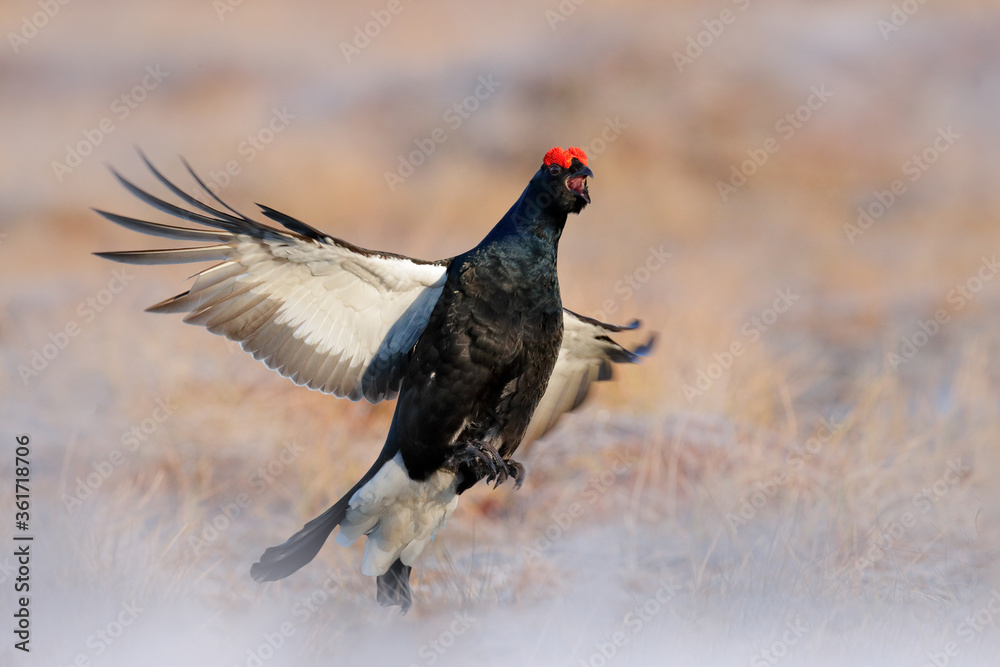 Sweden wildlife. Black grouse on the pine tree. Nice bird Grouse, Tetrao tetrix, in marshland, Polalnd. Spring mating season in the nature. Wildlife scene from north Europe. Black bird with red crest Sweden wildlife. Black grouse on the pine tree. Nice bird Grouse, Tetrao tetrix, in marshland, Polalnd. Spring mating season in the nature. Wildlife scene from north Europe. Black bird with red crest