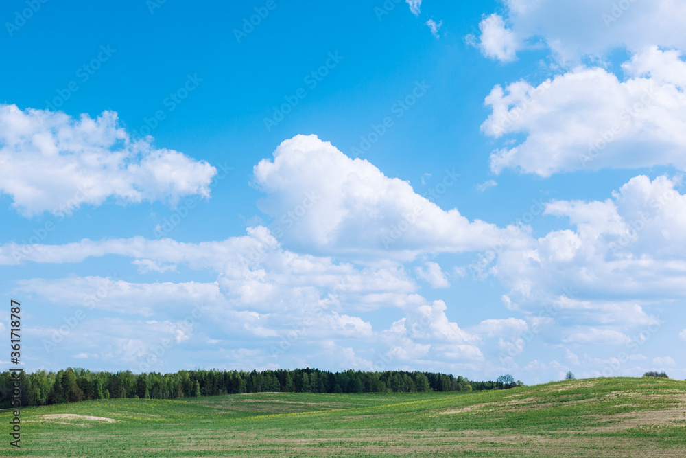 Summer landscape. Green field, bright blue sky and white clouds. Against the background of the forest. Nature in Central Europe
