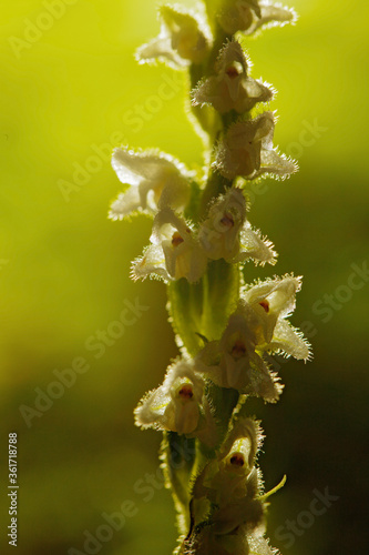 Goodyera repens, Creeping Lady's-Tresses, Augustów, Poland. European terrestrial wild orchid in nature habitat with green background, Small plants in dark forest. photo