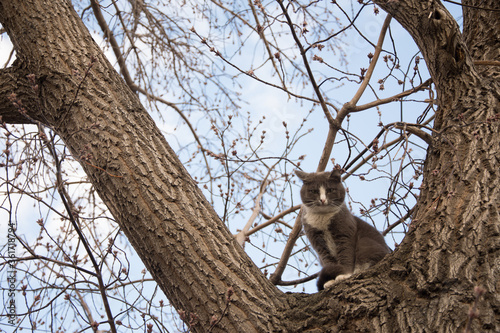 Wild gray cat sitting on a tree