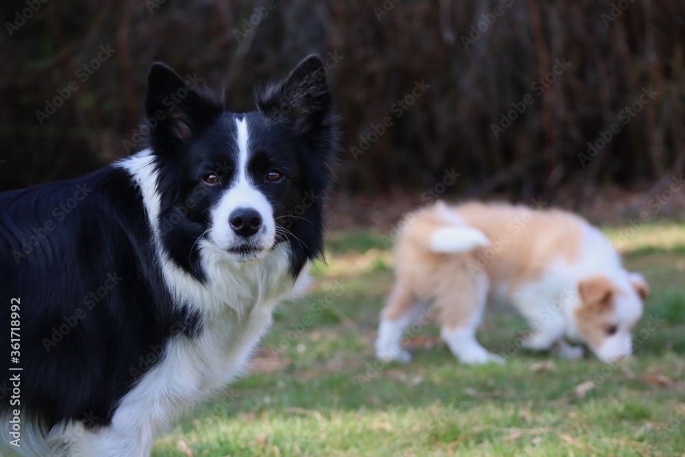Border Collie Mom Looks at Camera with its Ee Red Puppy in the Background. Black and White Dog with blurred Australian Red Border Collie.