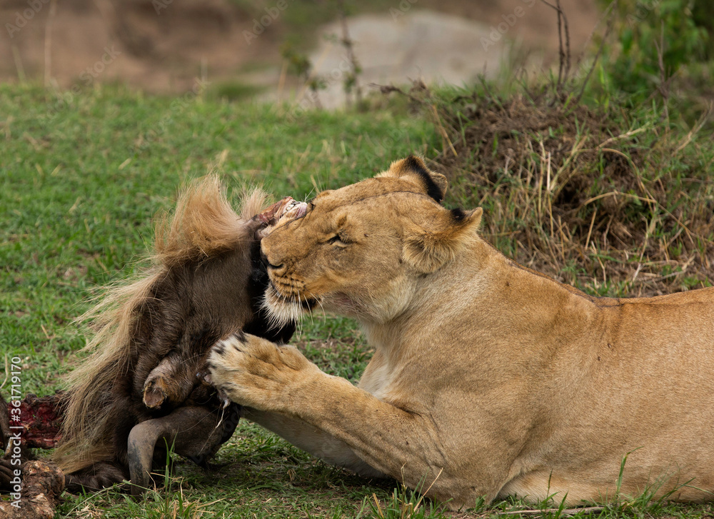 Lioness eating a wildebeest kill at Masai Mara, Kenya Lioness eating a wildebeest kill at Masai Mara, Kenya