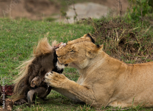 Lioness eating a wildebeest kill at Masai Mara, Kenya