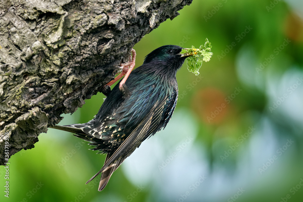 Starling spring nesting in tree nest hole. European Starling, Sturnus vulgaris, dark bird in beautiful plumage with food, animal in the nature habitat in the nature, Germany. Starling spring nesting in tree nest hole. European Starling, Sturnus vulgaris, dark bird in beautiful plumage with food, animal in the nature habitat in the nature, Germany.