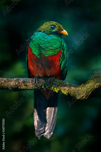 Golden-headed Quetzal, Pharomachrus auriceps, Ecuador. Magical colorful bird from dark tropical forest.