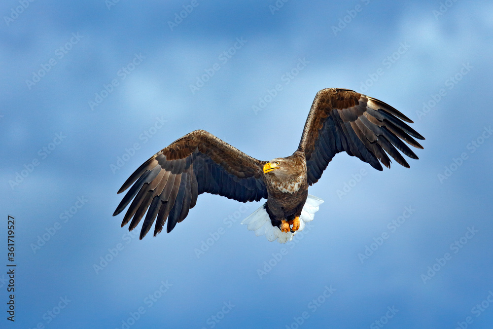 White-tailed eagle, Haliaeetus albicilla, big bird of prey on the dark blue sky, with white tail, Japan. Action wildlife scene from sky. Big bird of prey on the sky. White-tailed eagle, Haliaeetus albicilla, big bird of prey on the dark blue sky, with white tail, Japan. Action wildlife scene from sky. Big bird of prey on the sky.