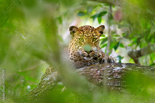 Leopard in green vegetation. Hidden Sri Lankan leopard, Panthera pardus kotiya, Big spotted wild cat lying on the tree in the nature habitat, Yala national park, Sri Lanka. Widlife scene from nature. photo