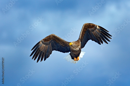 White-tailed eagle, Haliaeetus albicilla, big bird of prey on the dark blue sky, with white tail, Japan. Action wildlife scene from sky. Big bird of prey on the sky.