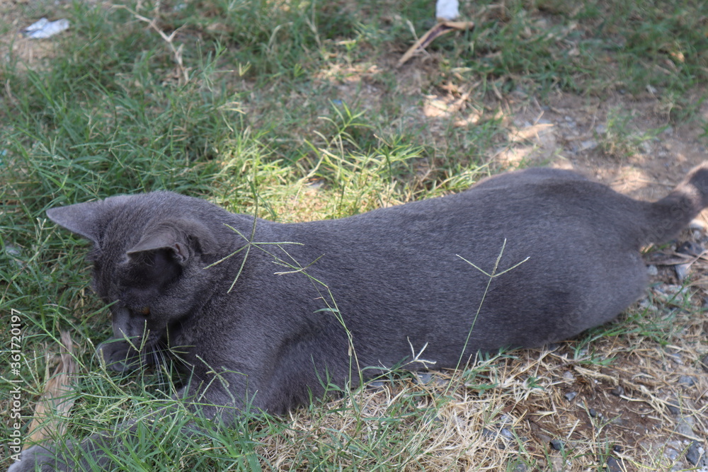 Cute black cat in the garden in the morning.
Cute black cat in the garden in the morning.
