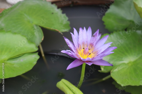 Purple lotus in the water basin