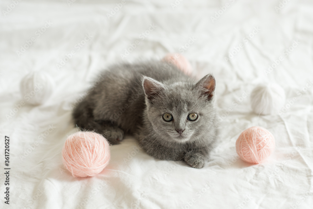 little cute gray kitten cat british plays on a white bed with pink and white clews looking at the camera