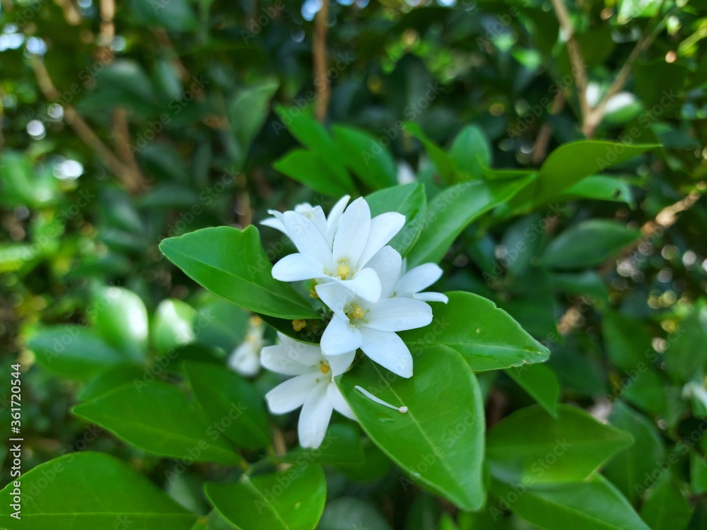 White flower Murraya paniculata or Orang Jessamin on tree White flower Murraya paniculata or Orang Jessamin on tree