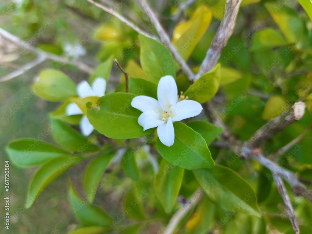 White flower Murraya paniculata or Orang Jessamin on tree White flower Murraya paniculata or Orang Jessamin on tree