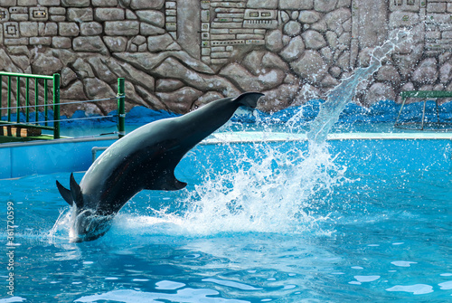 Dolphin swims and jumps in the pool.
