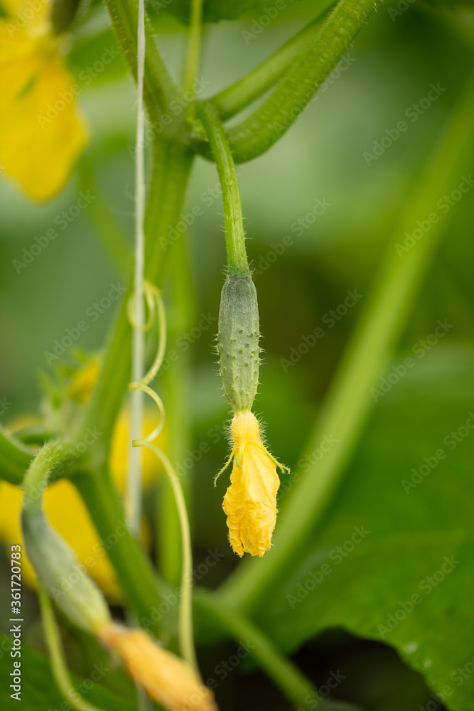 Yellow flowers on the branches of a cucumber Yellow flowers on the branches of a cucumber