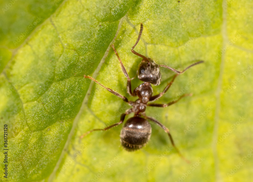 Close-up of an ant on a green leaf. Close-up of an ant on a green leaf.
