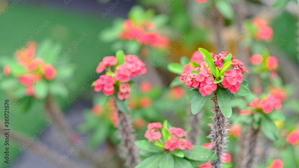 pink flowers in the garden pink flowers in the garden