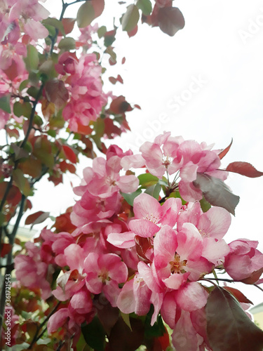 Pink apple tree flowers