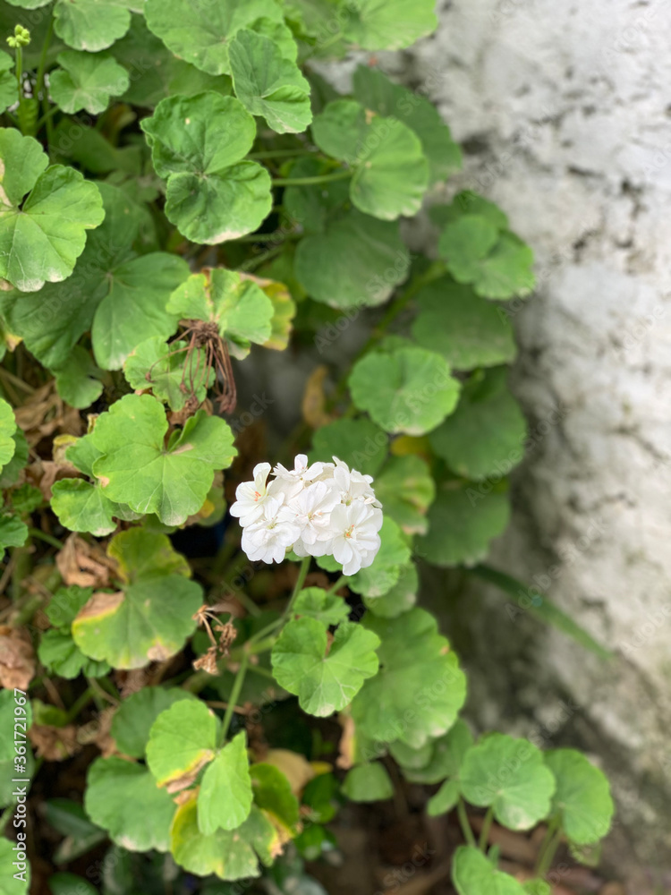 white flower with many petals on the one stem white flower with many petals on the one stem