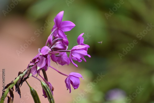 purple flowers in the garden
