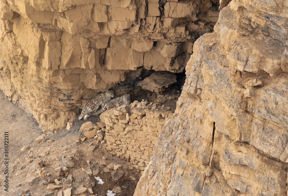 Snow leopards pair mating near a cave at Kibber, Spiti valley of Himachal Pradesh, India Snow leopards pair mating near a cave at Kibber, Spiti valley of Himachal Pradesh, India