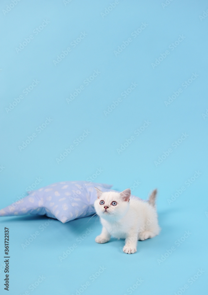 Cute white scared kitten on a blue background with copy space, studio photography