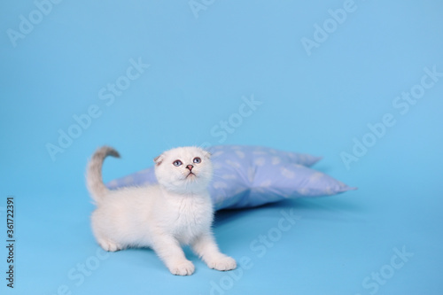 Playful white fold Scottish breed kitten looking up  on a blue background studio photography