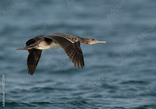 Closeup of a Socotra cormorant flying at Busaiteen coast, Bahrain