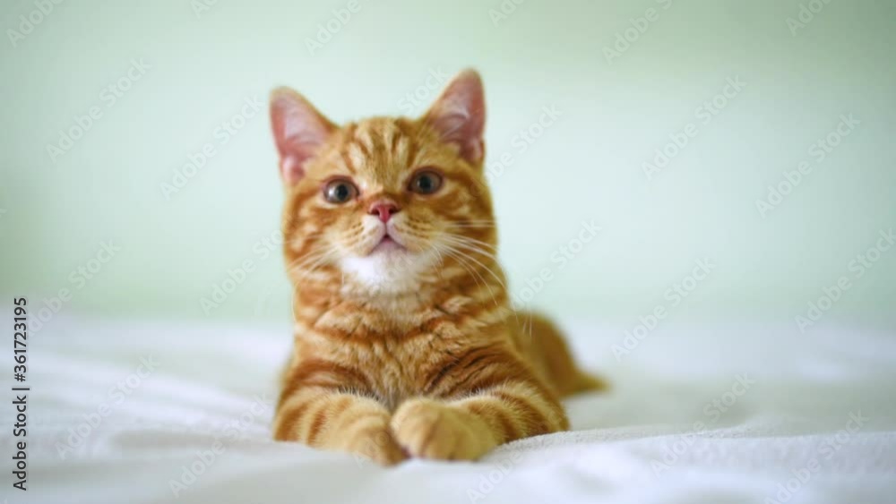 A small kitten of red color, lies on a light bed and looks around. Cat for advertising