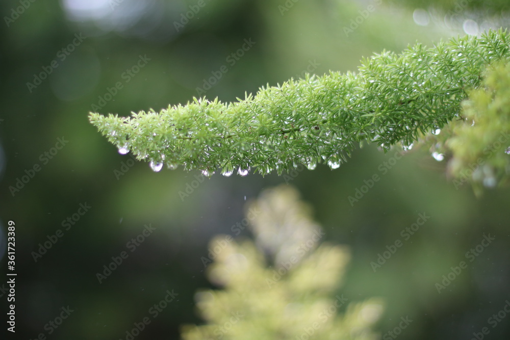 close up of a plant after the rain