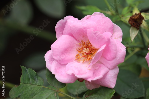 Fototapeta Naklejka Na Ścianę i Meble -  Pink roses i the garden