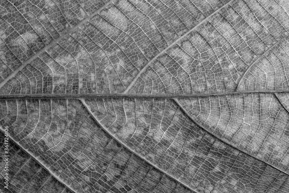 pattern of brown leaf