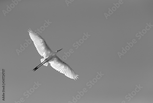 Wall Mural Great Egret flying at Buhair lake of  Bahrain, a backlit image