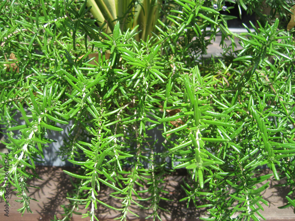 Naklejka premium fresh rosemary
