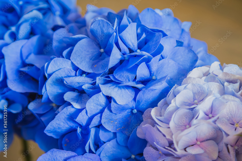 Close up view of colorful beautiful blue hydrangea, hortensia at studio, flower shop. Floristry, romantic, holiday, birthday, valentine day, wedding, celebration concept Close up view of colorful beautiful blue hydrangea, hortensia at studio, flower shop. Floristry, romantic, holiday, birthday, valentine day, wedding, celebration concept
