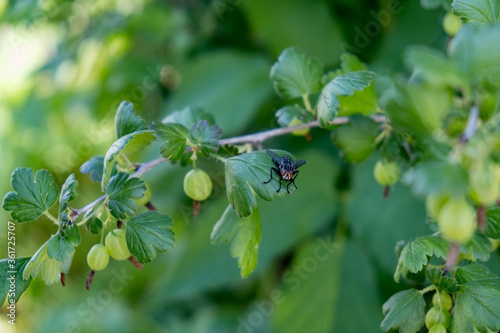 Close up view of fly sitting on gooseberry bush leaf.