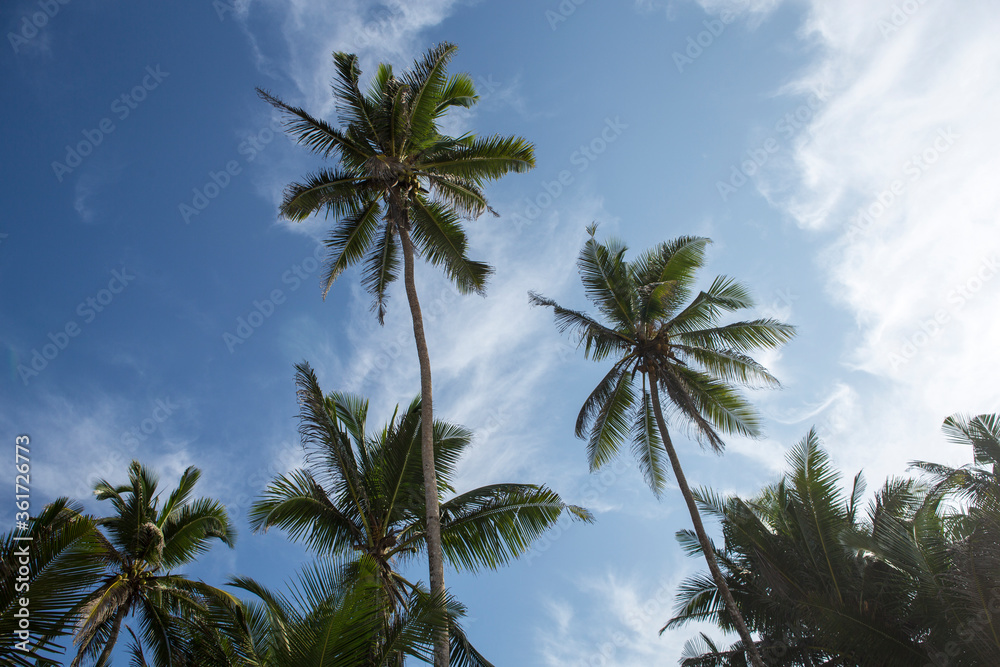 photo of seven huge tall big tropical palm trees blue sky with clouds background in warm exotic Goa, India during travel for summer vacation holiday photo of seven huge tall big tropical palm trees blue sky with clouds background in warm exotic Goa, India during travel for summer vacation holiday