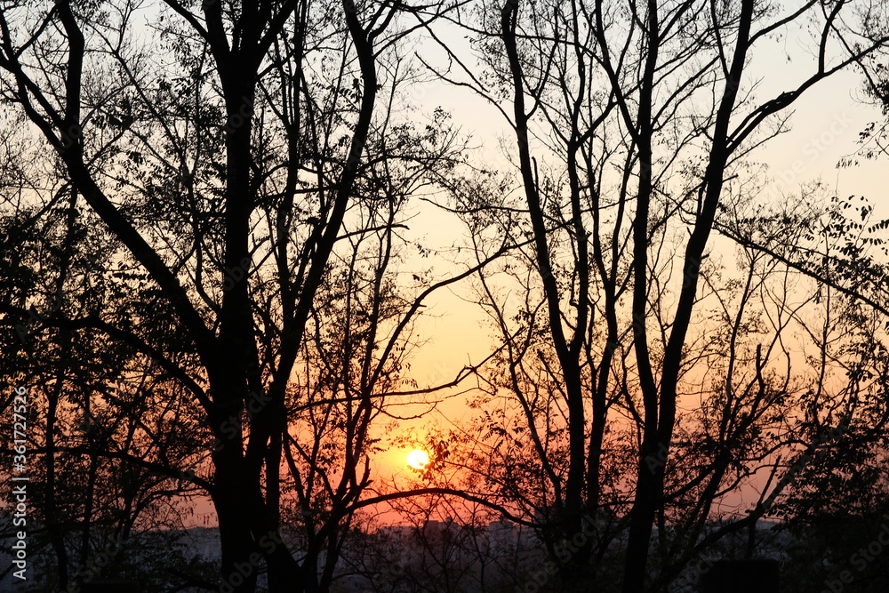 Beautiful sunset with the artistic tree branches at Haneu Park (Skypark), Seoul, South Korea Beautiful sunset with the artistic tree branches at Haneu Park (Skypark), Seoul, South Korea