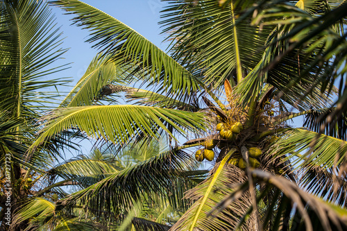 Fototapeta Naklejka Na Ścianę i Meble -  natural close up day shot of a tall palm trees with large green leaves, branches and coconuts on a clear blue sky background. Sri Lanka island