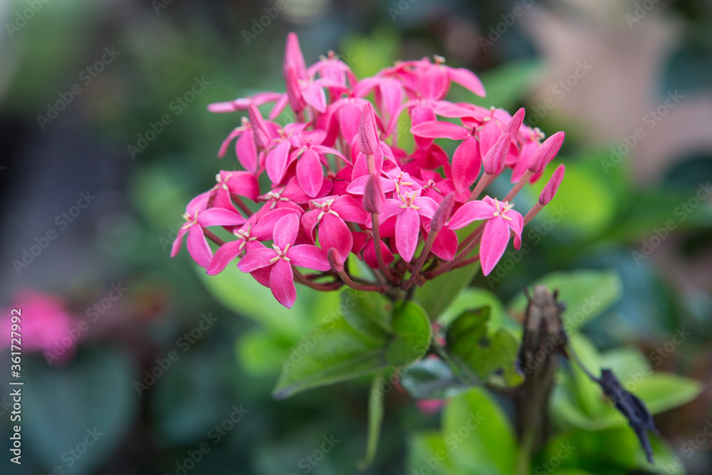 beautiful pink purple small flowers with four petals on an Ixora cultivars (flame of the woods) plant with bright green leaves in the background. Shot on Sri Lanka island beautiful pink purple small flowers with four petals on an Ixora cultivars (flame of the woods) plant with bright green leaves in the background. Shot on Sri Lanka island