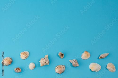 sea shells on a blue background. Sea summer vacation background with space for the text. Summer time minimalism concept frame